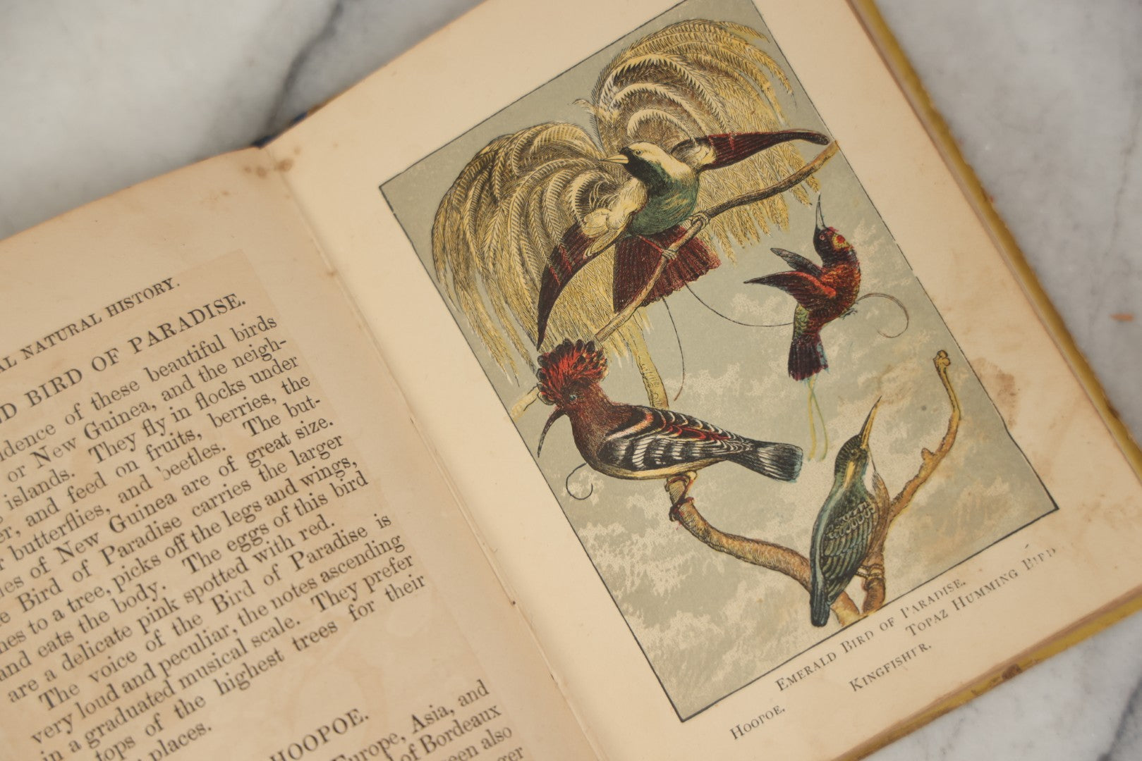 Lot 053 - "Warne's Picture Natural History: Birds And Animals" Antique Book Published By Frederick Warne & Co., London, Circa Late 19th Century