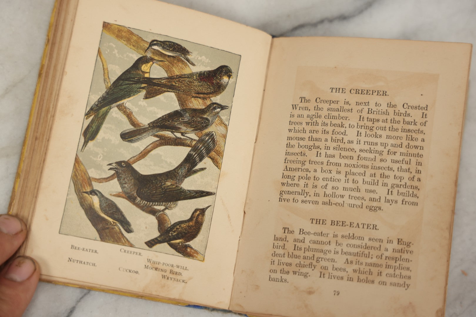 Lot 053 - "Warne's Picture Natural History: Birds And Animals" Antique Book Published By Frederick Warne & Co., London, Circa Late 19th Century