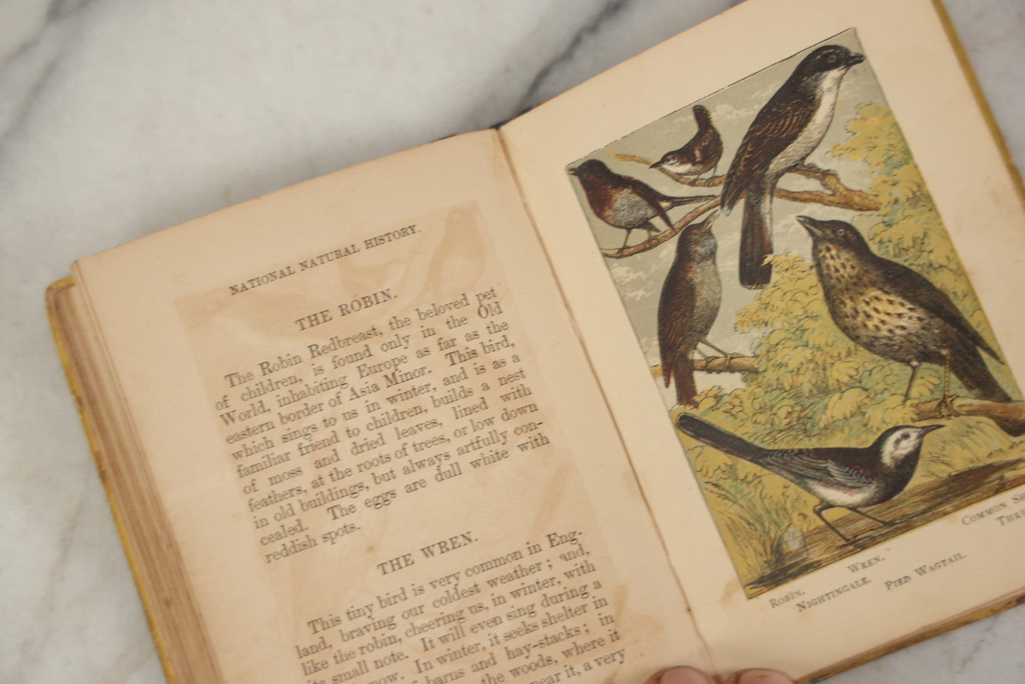 Lot 053 - "Warne's Picture Natural History: Birds And Animals" Antique Book Published By Frederick Warne & Co., London, Circa Late 19th Century