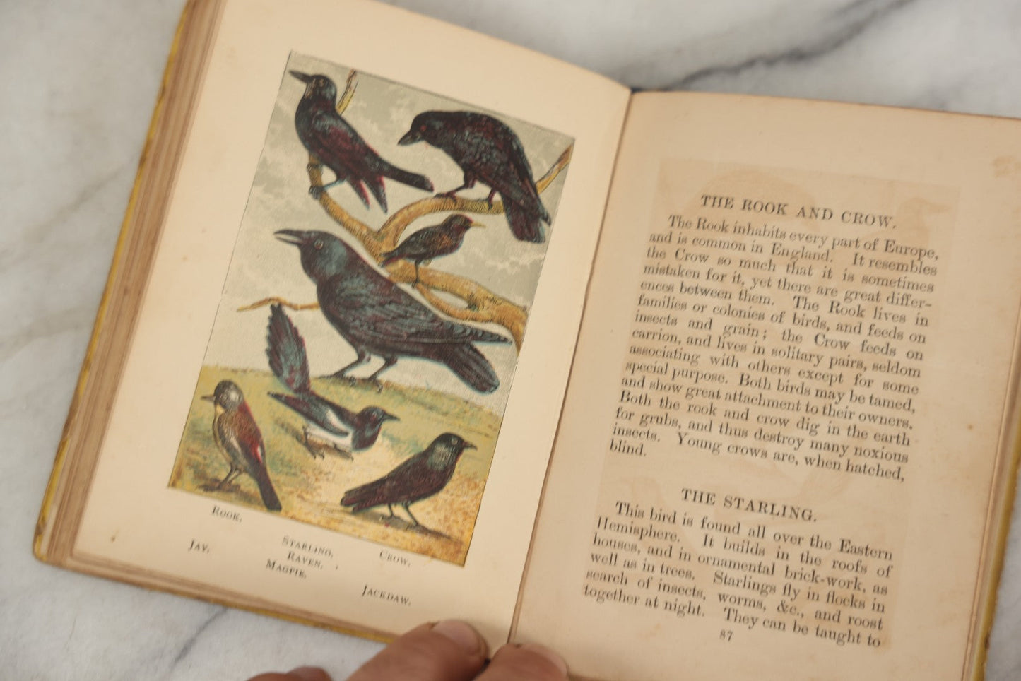 Lot 053 - "Warne's Picture Natural History: Birds And Animals" Antique Book Published By Frederick Warne & Co., London, Circa Late 19th Century