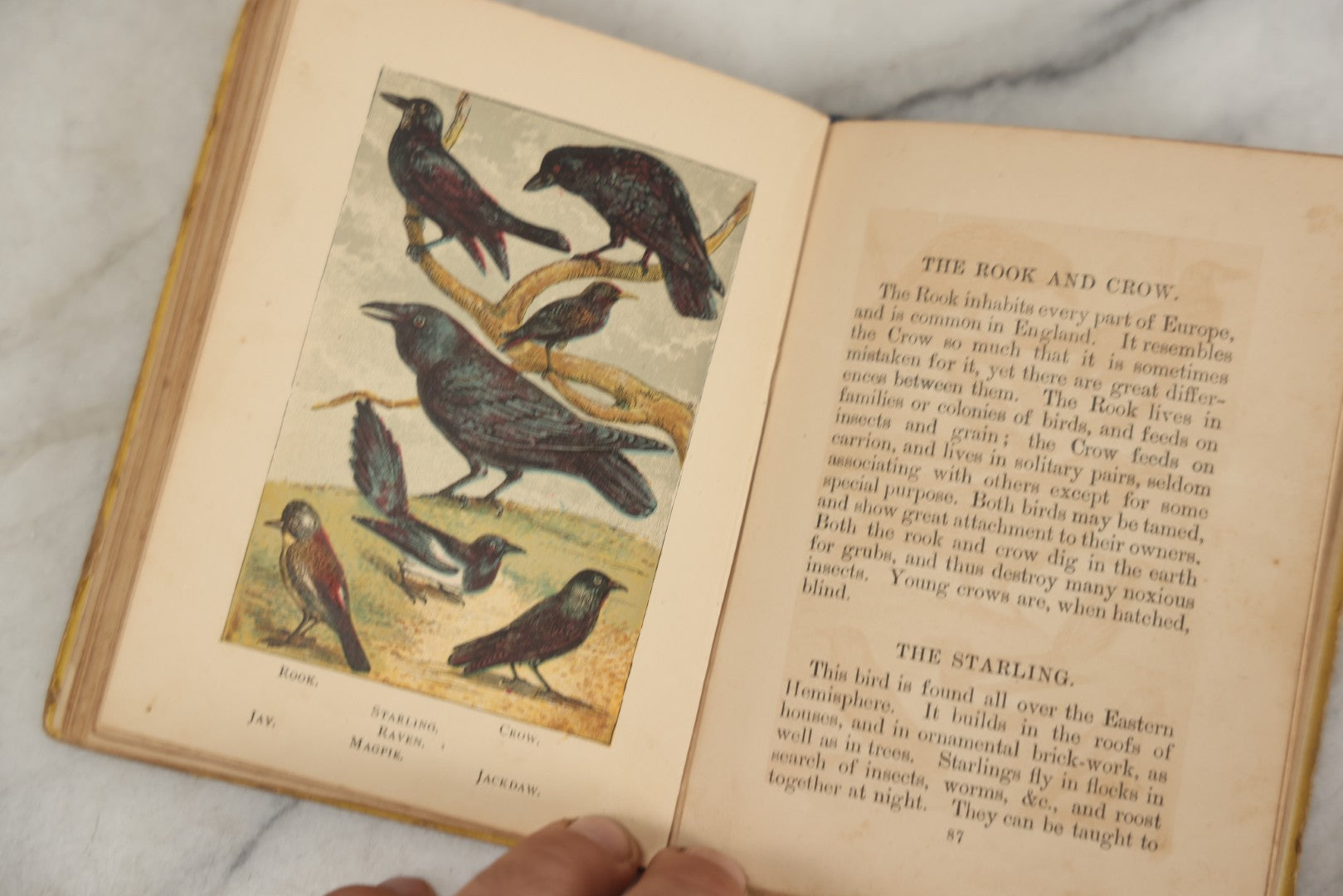 Lot 053 - "Warne's Picture Natural History: Birds And Animals" Antique Book Published By Frederick Warne & Co., London, Circa Late 19th Century