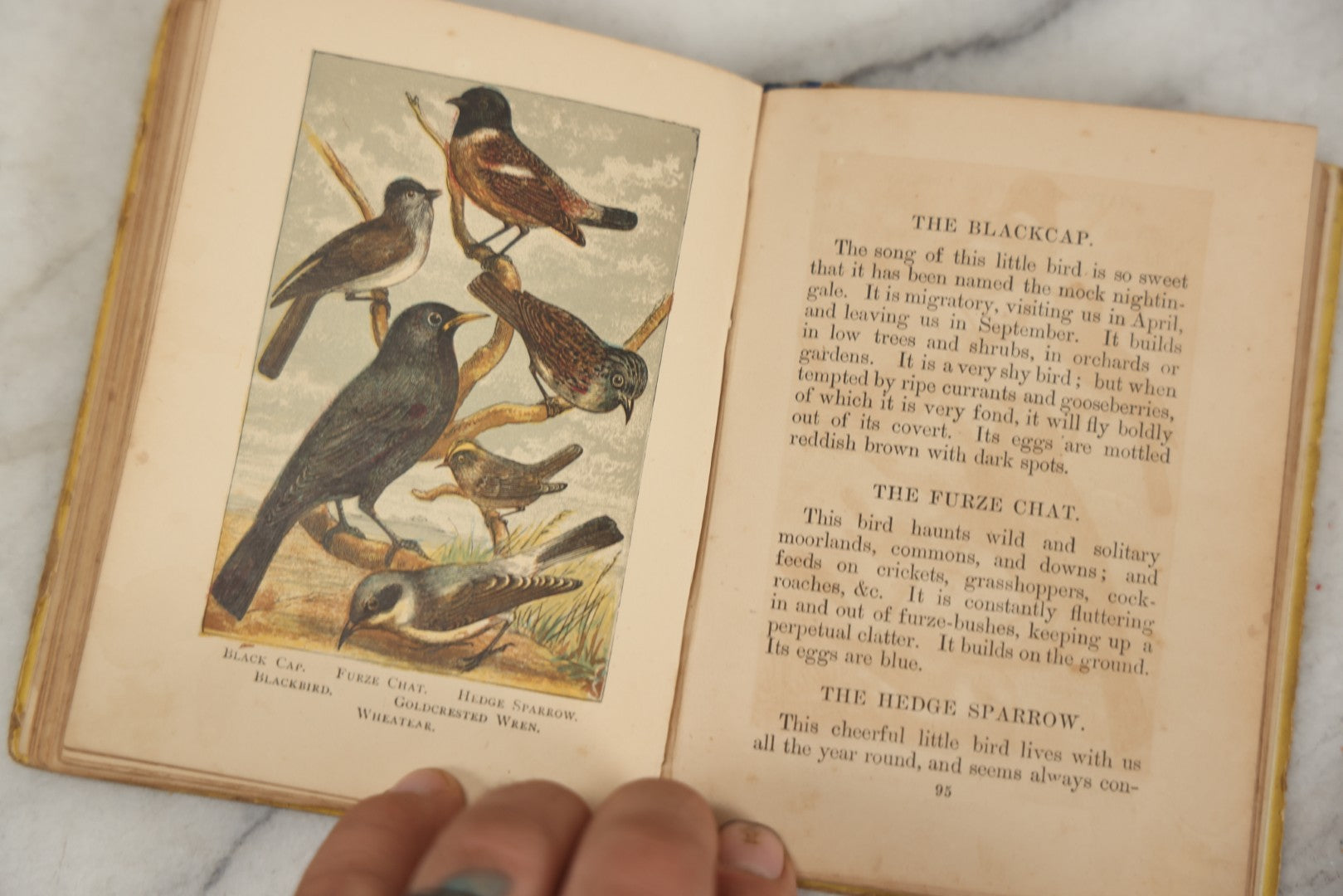 Lot 053 - "Warne's Picture Natural History: Birds And Animals" Antique Book Published By Frederick Warne & Co., London, Circa Late 19th Century