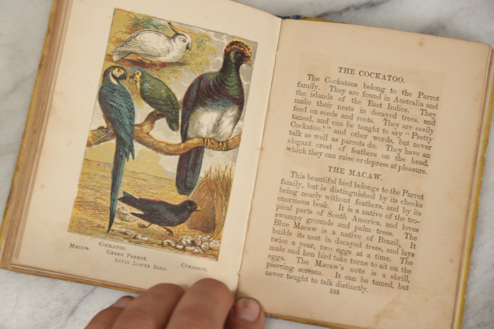Lot 053 - "Warne's Picture Natural History: Birds And Animals" Antique Book Published By Frederick Warne & Co., London, Circa Late 19th Century