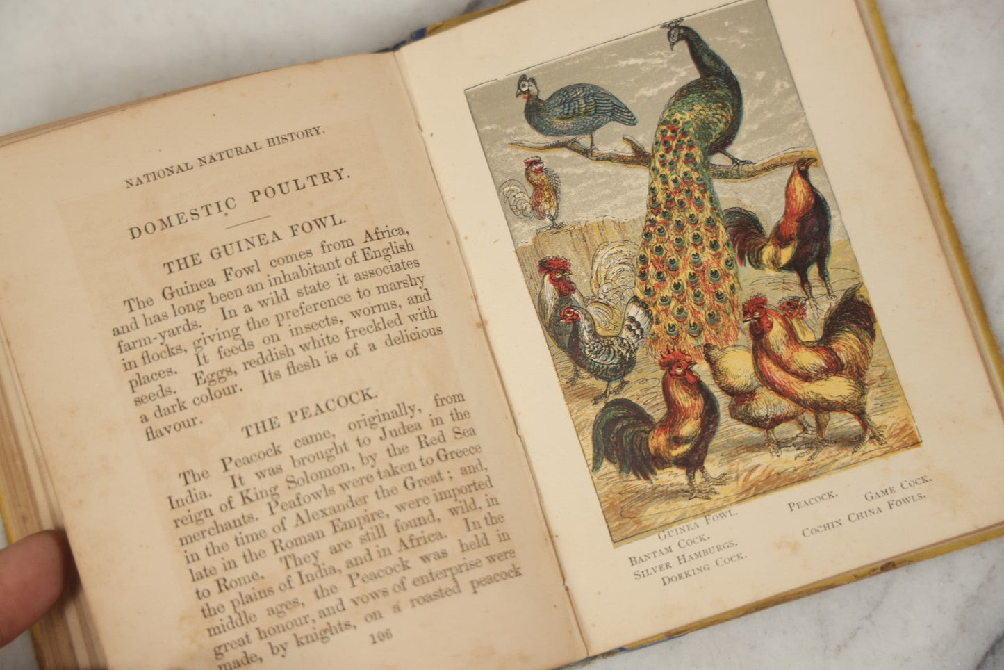 Lot 053 - "Warne's Picture Natural History: Birds And Animals" Antique Book Published By Frederick Warne & Co., London, Circa Late 19th Century