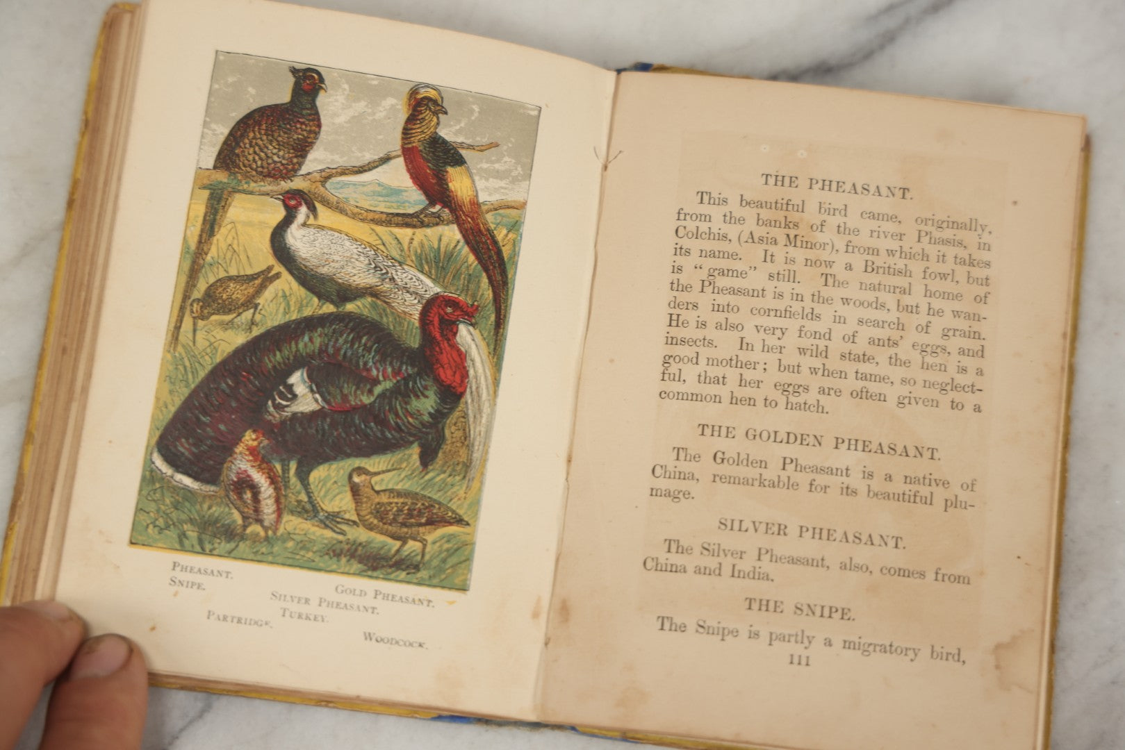 Lot 053 - "Warne's Picture Natural History: Birds And Animals" Antique Book Published By Frederick Warne & Co., London, Circa Late 19th Century