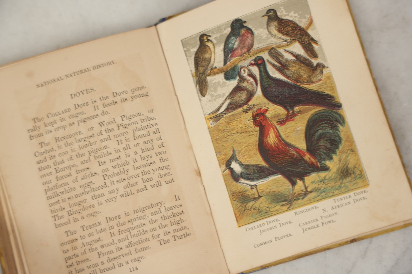 Lot 053 - "Warne's Picture Natural History: Birds And Animals" Antique Book Published By Frederick Warne & Co., London, Circa Late 19th Century