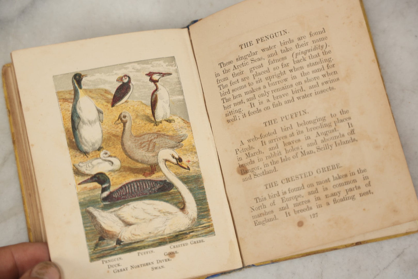 Lot 053 - "Warne's Picture Natural History: Birds And Animals" Antique Book Published By Frederick Warne & Co., London, Circa Late 19th Century