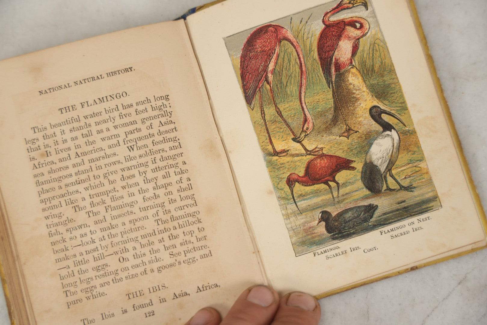 Lot 053 - "Warne's Picture Natural History: Birds And Animals" Antique Book Published By Frederick Warne & Co., London, Circa Late 19th Century