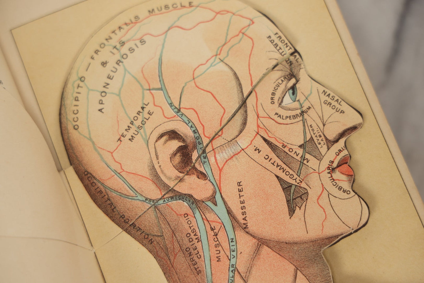 Lot 062 - "New Warren's Household Physician" Illustrated Antique Medical Reference Book With Layered Sectional Manikin Anatomical Illustrations, Debossed Woman's Bust On Cover, Other Full Color Plates, Published By A.I. Bradley & Company, Boston, 1904