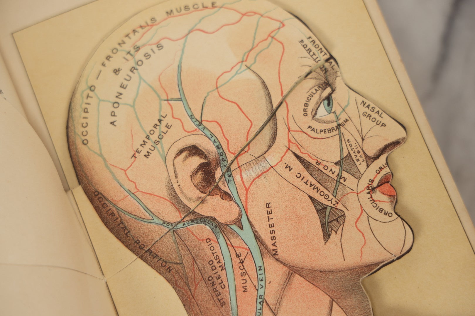 Lot 062 - "New Warren's Household Physician" Illustrated Antique Medical Reference Book With Layered Sectional Manikin Anatomical Illustrations, Debossed Woman's Bust On Cover, Other Full Color Plates, Published By A.I. Bradley & Company, Boston, 1904