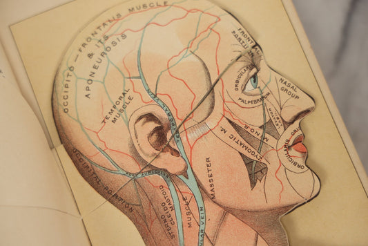 Lot 062 - "New Warren's Household Physician" Illustrated Antique Medical Reference Book With Layered Sectional Manikin Anatomical Illustrations, Debossed Woman's Bust On Cover, Other Full Color Plates, Published By A.I. Bradley & Company, Boston, 1904
