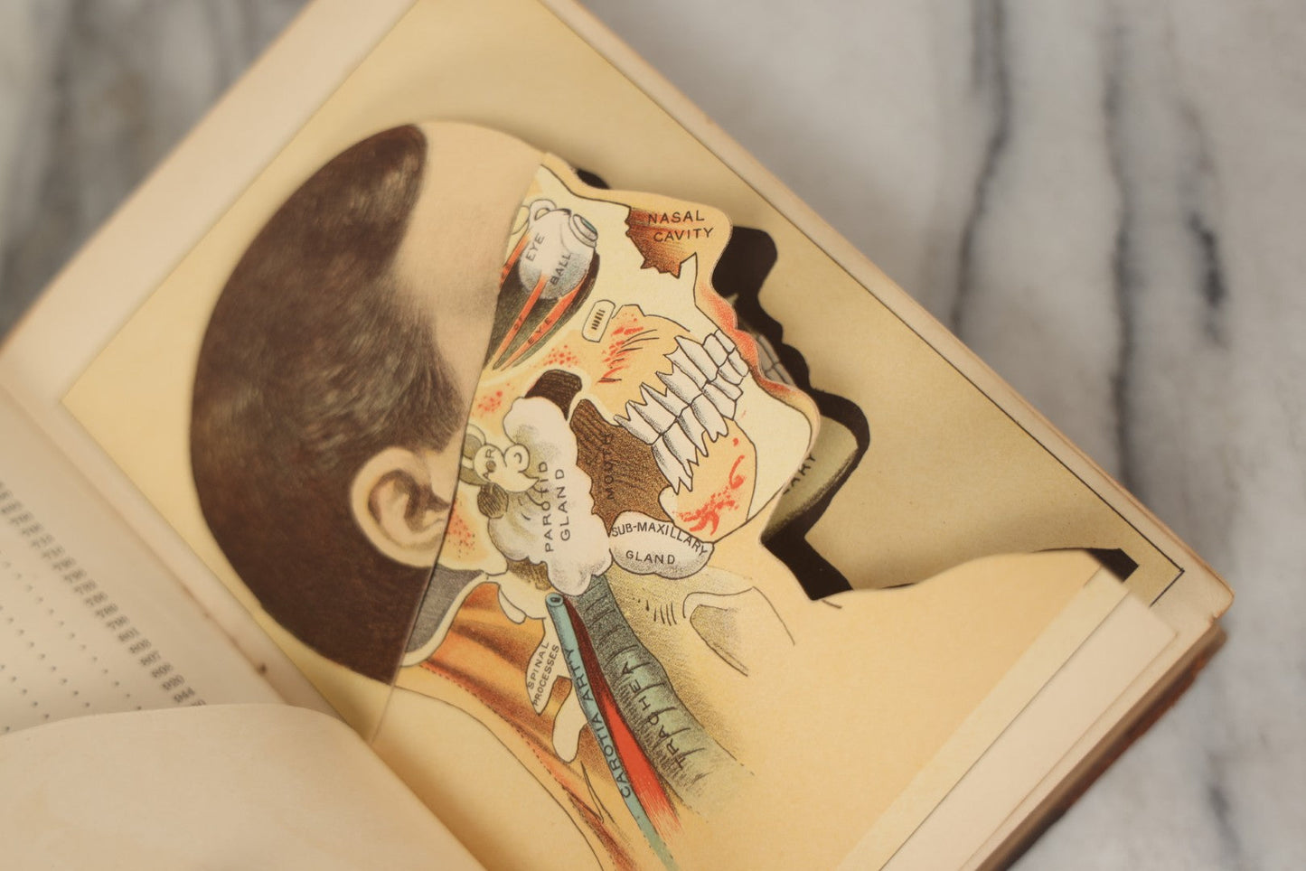 Lot 062 - "New Warren's Household Physician" Illustrated Antique Medical Reference Book With Layered Sectional Manikin Anatomical Illustrations, Debossed Woman's Bust On Cover, Other Full Color Plates, Published By A.I. Bradley & Company, Boston, 1904