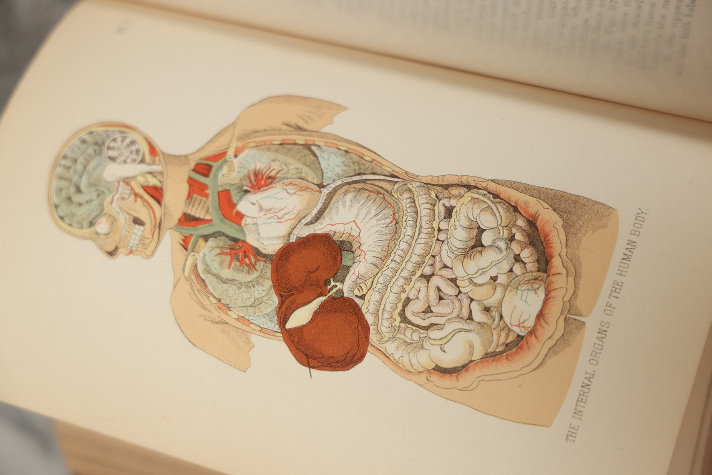 Lot 062 - "New Warren's Household Physician" Illustrated Antique Medical Reference Book With Layered Sectional Manikin Anatomical Illustrations, Debossed Woman's Bust On Cover, Other Full Color Plates, Published By A.I. Bradley & Company, Boston, 1904