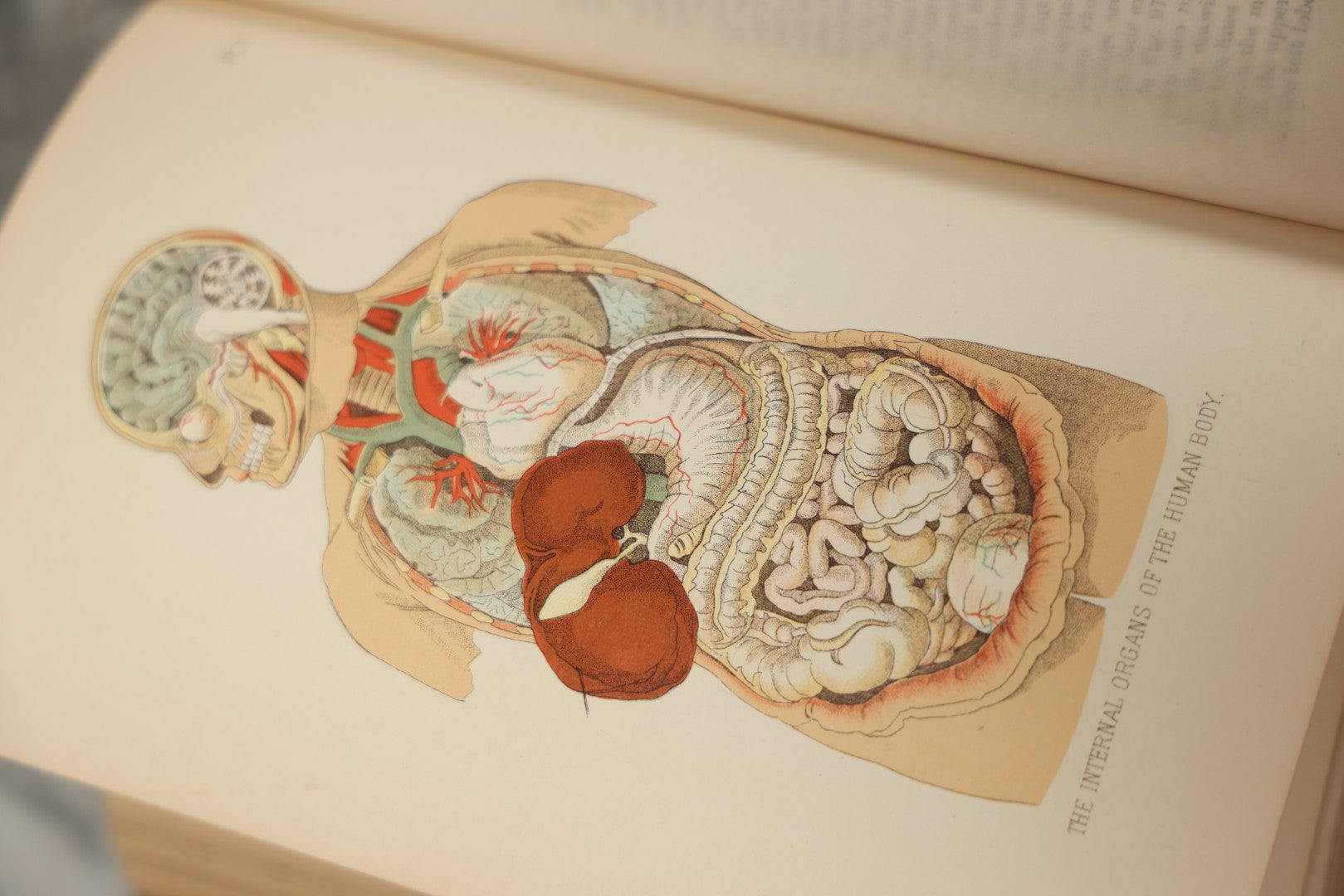 Lot 062 - "New Warren's Household Physician" Illustrated Antique Medical Reference Book With Layered Sectional Manikin Anatomical Illustrations, Debossed Woman's Bust On Cover, Other Full Color Plates, Published By A.I. Bradley & Company, Boston, 1904