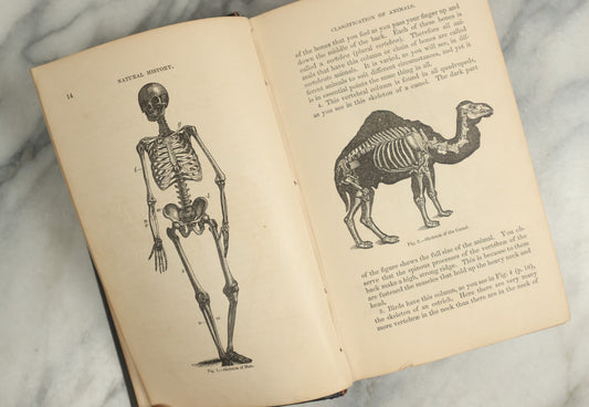 Lot 137 - "Natural History" Antique Zoology Book By Worthington Hooker, M.D., Illustrated With Nearly 300 Engravings, Published By Harper & Brothers, New York, 1883, With Color Marbled Fore Edge