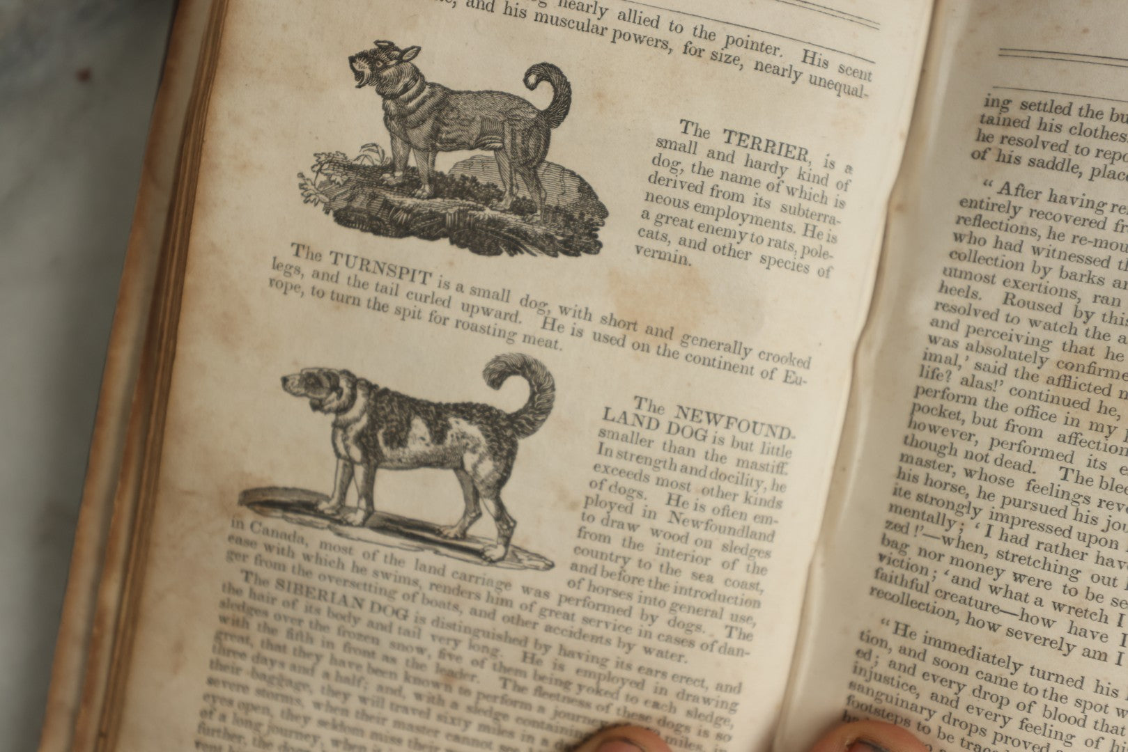 Lot 142 - "A New Family Encyclopedia" Antique Illustrated Encyclopedia Edited By Charles Goodrich, Published By T. Belknap, Connecticut, 1835