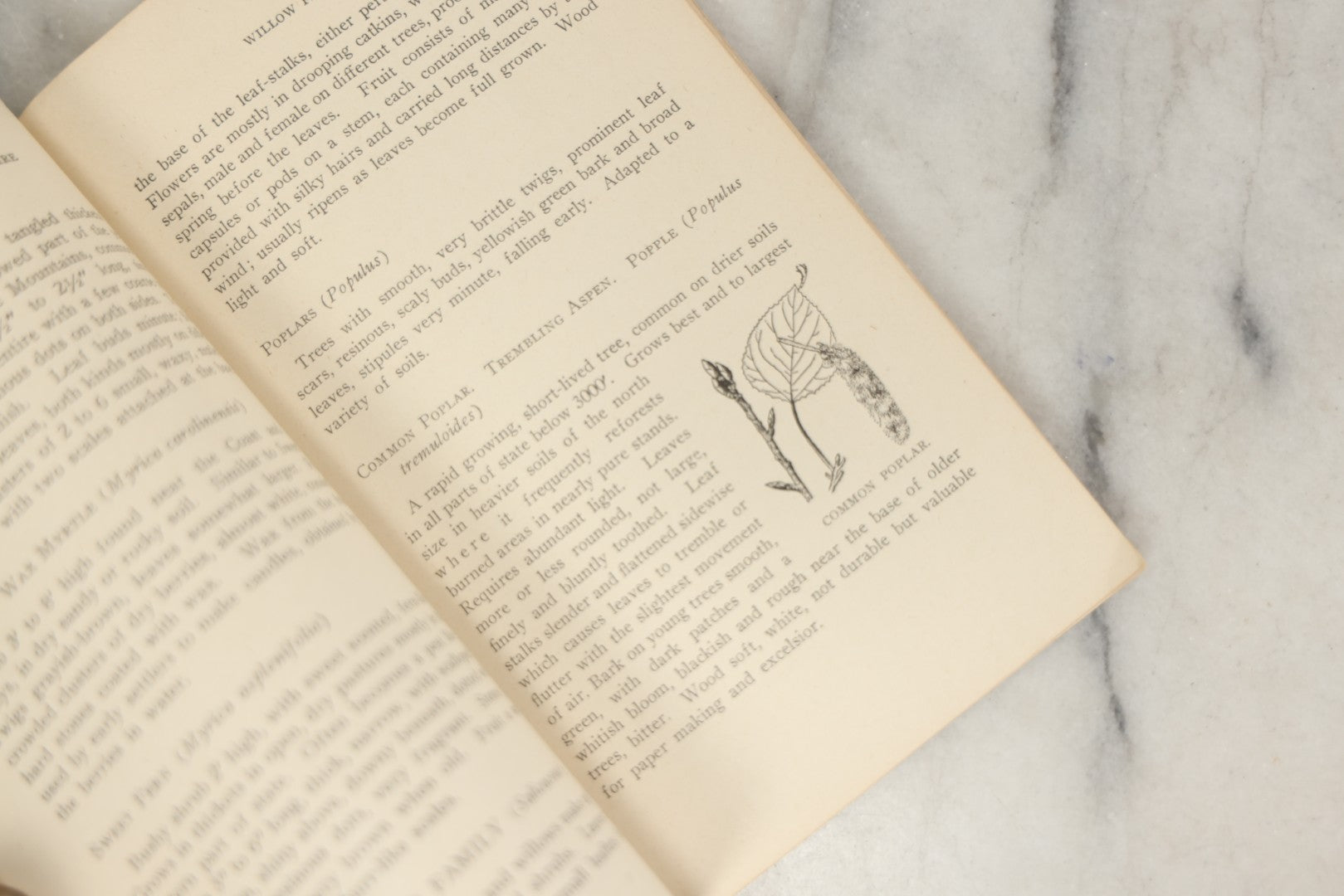 Lot 186 - “Trees And Shrubs Of New Hampshire” Vintage Booklet By John H. Foster, State Forester, 1931, Published By New Hampshire State Forestry Dept.