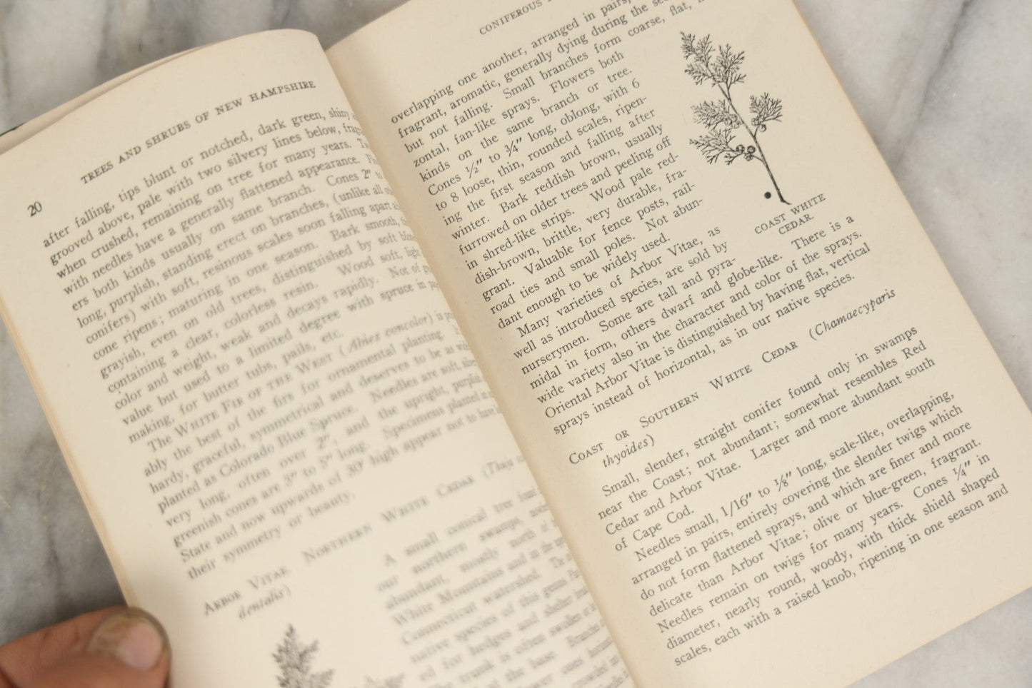 Lot 186 - “Trees And Shrubs Of New Hampshire” Vintage Booklet By John H. Foster, State Forester, 1931, Published By New Hampshire State Forestry Dept.