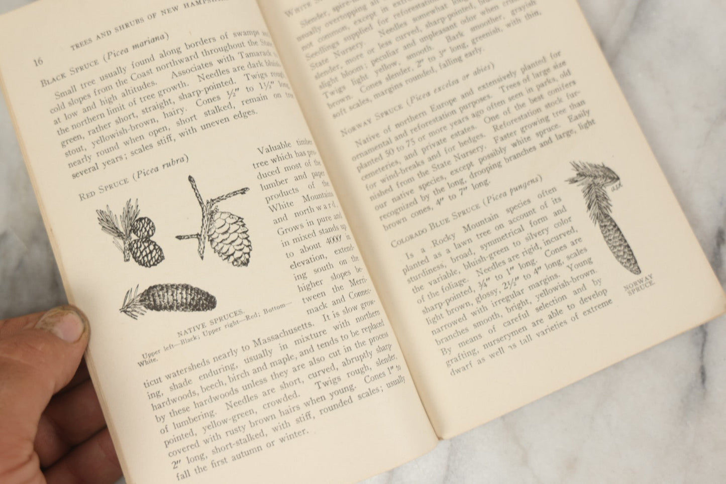 Lot 186 - “Trees And Shrubs Of New Hampshire” Vintage Booklet By John H. Foster, State Forester, 1931, Published By New Hampshire State Forestry Dept.