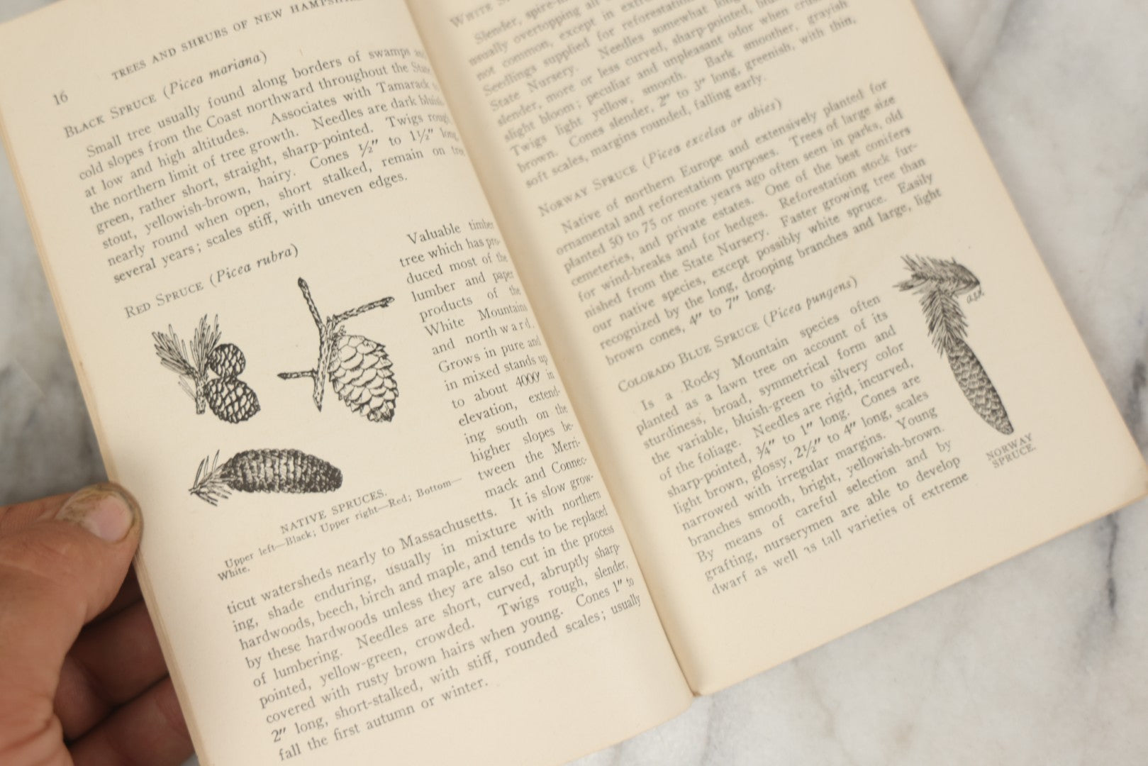 Lot 186 - “Trees And Shrubs Of New Hampshire” Vintage Booklet By John H. Foster, State Forester, 1931, Published By New Hampshire State Forestry Dept.