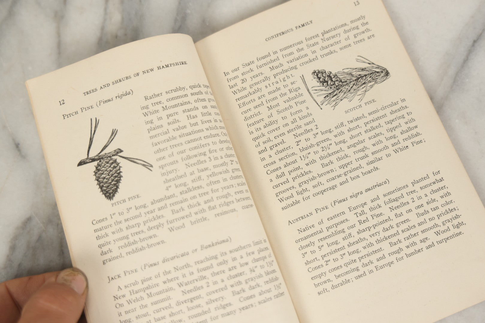 Lot 186 - “Trees And Shrubs Of New Hampshire” Vintage Booklet By John H. Foster, State Forester, 1931, Published By New Hampshire State Forestry Dept.