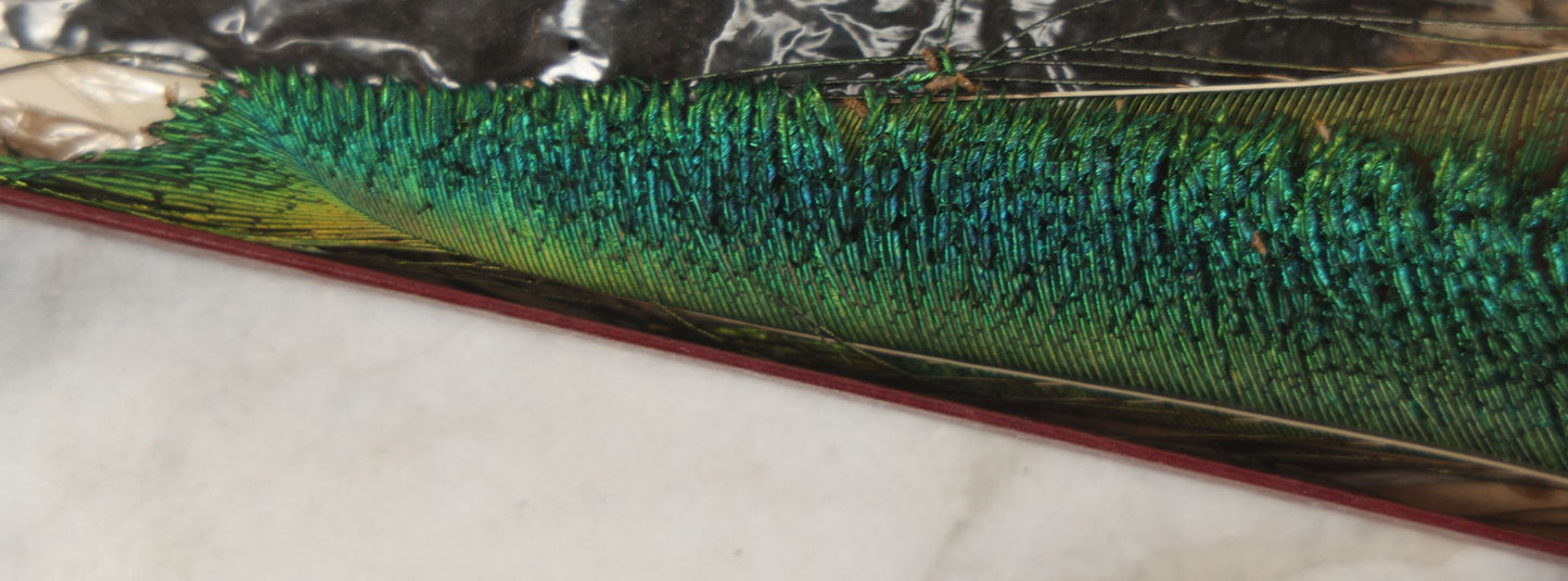 Lot 188 - Boxed Lot Of Antique Decorative Feathers Including Peacock Sword, Ostrich Plume, And Imported Turkey Wing Feathers, In George E. Page Box, Bellows Falls, Vermont, As Found