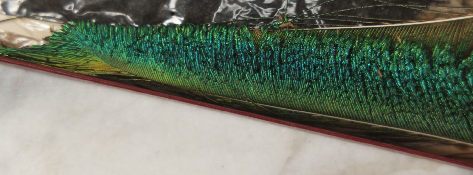 Lot 188 - Boxed Lot Of Antique Decorative Feathers Including Peacock Sword, Ostrich Plume, And Imported Turkey Wing Feathers, In George E. Page Box, Bellows Falls, Vermont, As Found