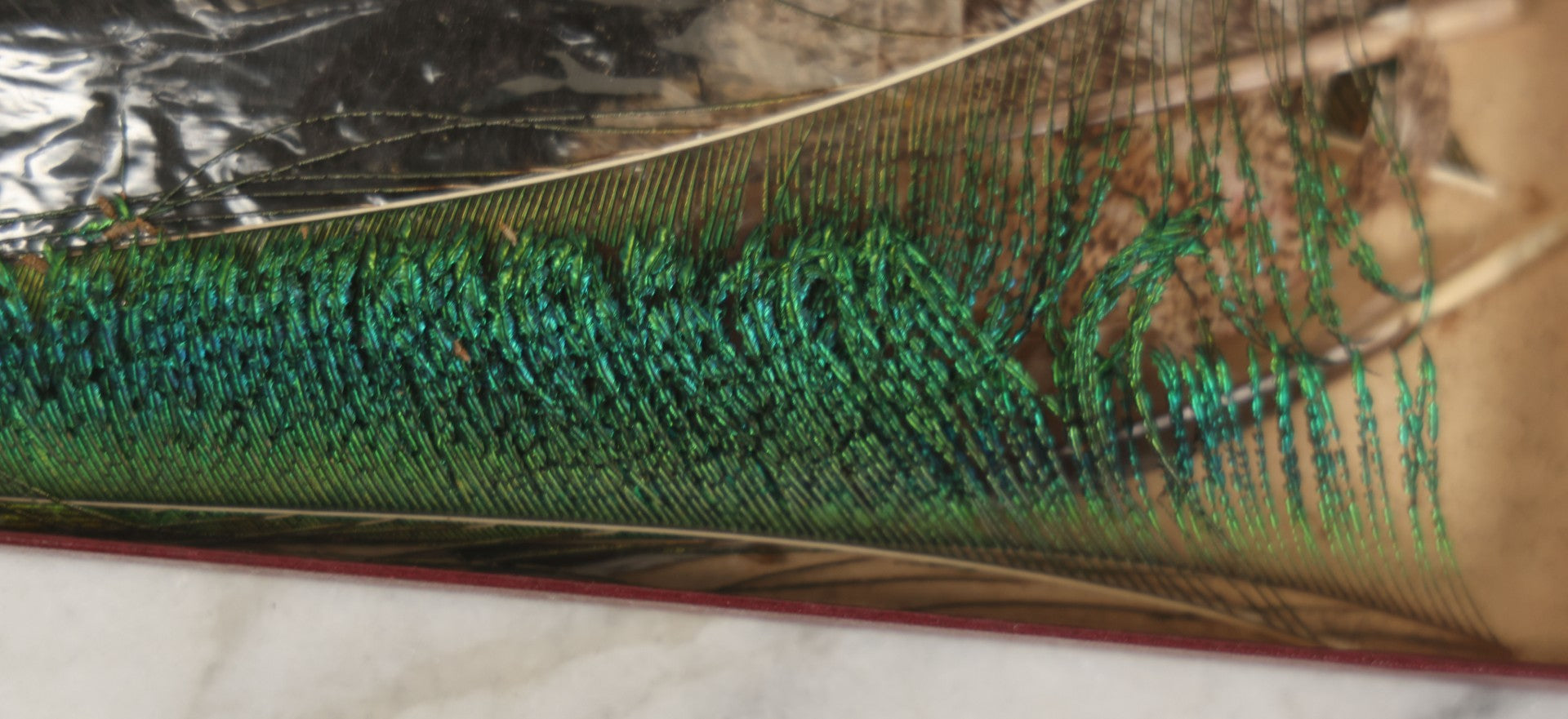 Lot 188 - Boxed Lot Of Antique Decorative Feathers Including Peacock Sword, Ostrich Plume, And Imported Turkey Wing Feathers, In George E. Page Box, Bellows Falls, Vermont, As Found