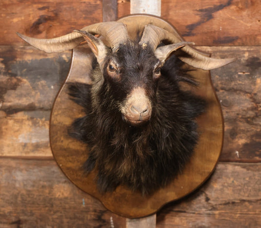 Vintage Black Catalina Goat Shoulder Mount Taxidermy On Wooden Plaque