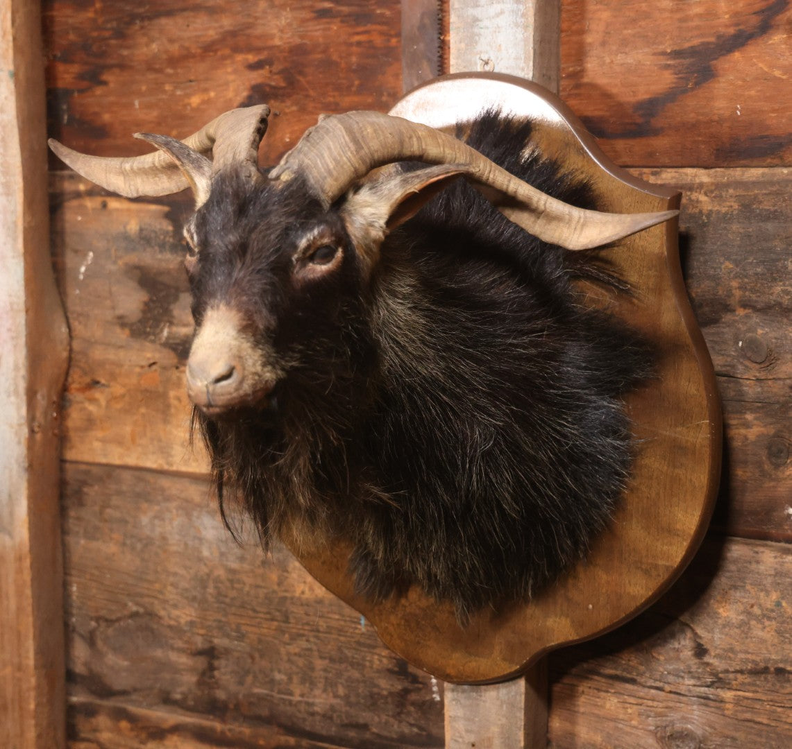 Vintage Black Catalina Goat Shoulder Mount Taxidermy On Wooden Plaque