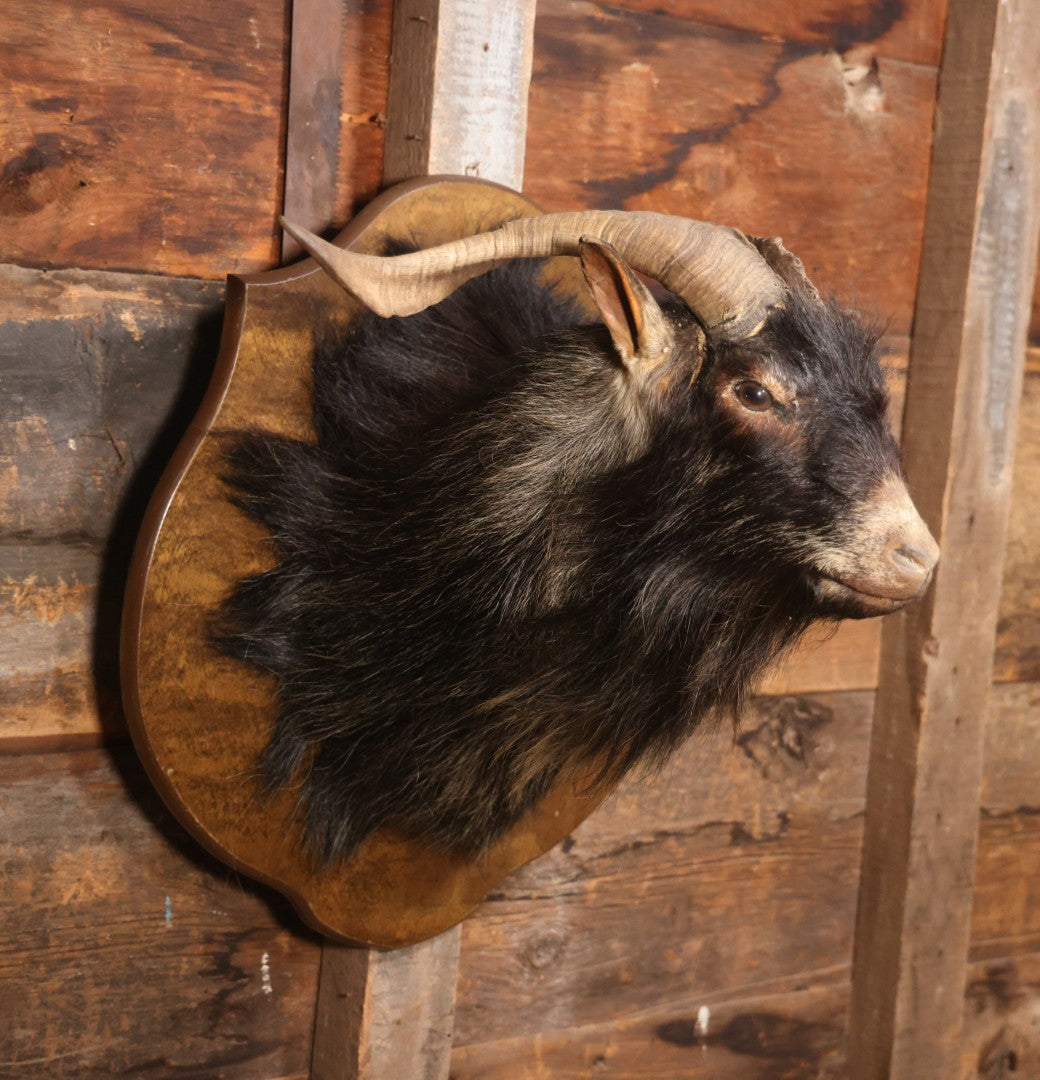 Vintage Black Catalina Goat Shoulder Mount Taxidermy On Wooden Plaque