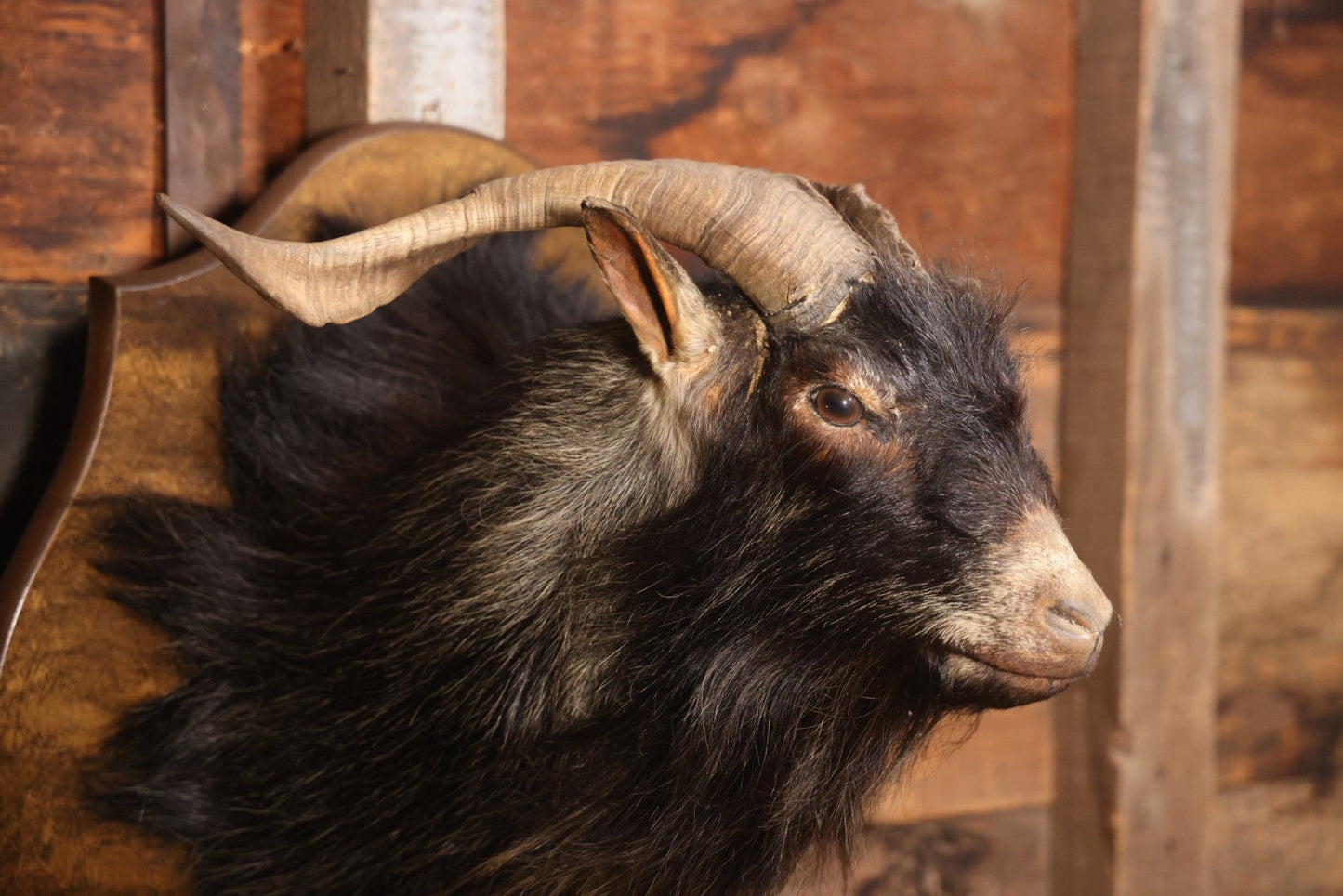 Vintage Black Catalina Goat Shoulder Mount Taxidermy On Wooden Plaque