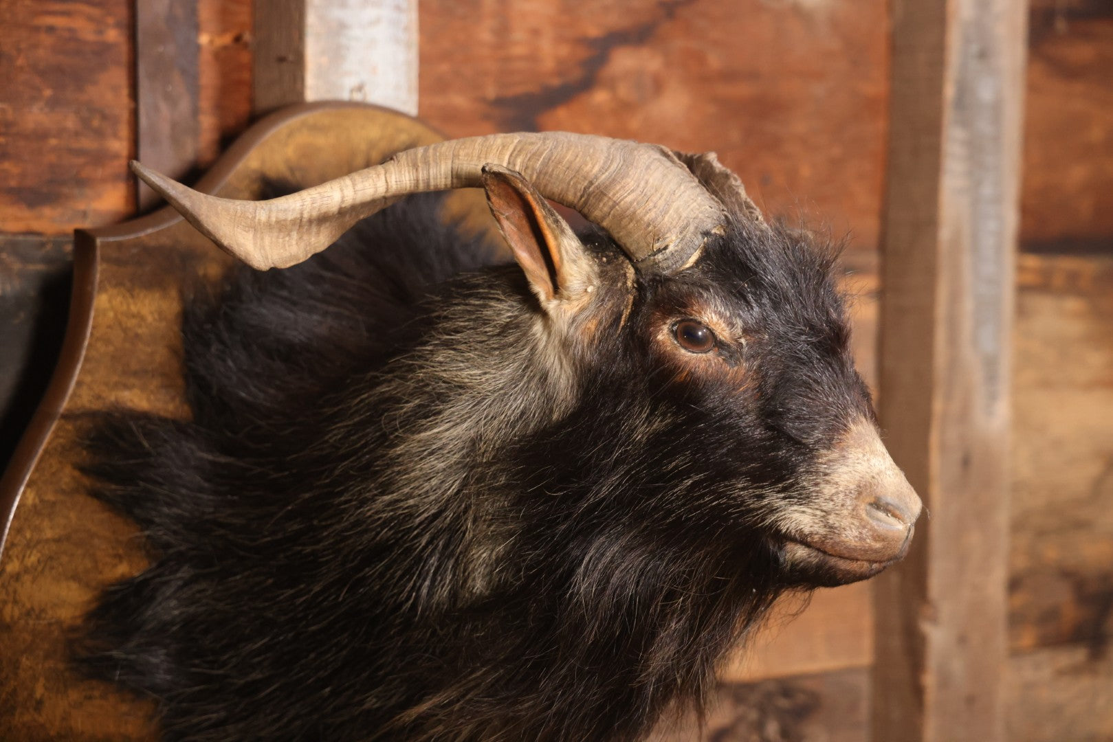 Vintage Black Catalina Goat Shoulder Mount Taxidermy On Wooden Plaque