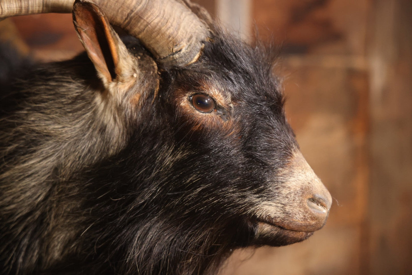 Vintage Black Catalina Goat Shoulder Mount Taxidermy On Wooden Plaque