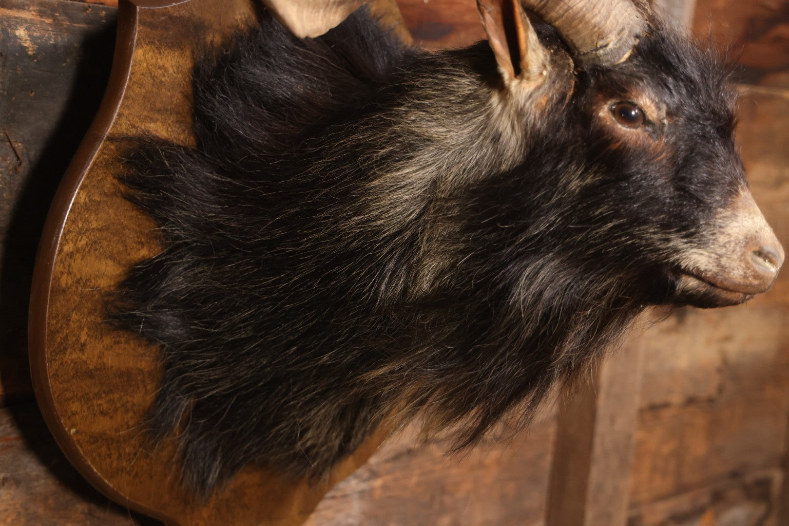 Vintage Black Catalina Goat Shoulder Mount Taxidermy On Wooden Plaque