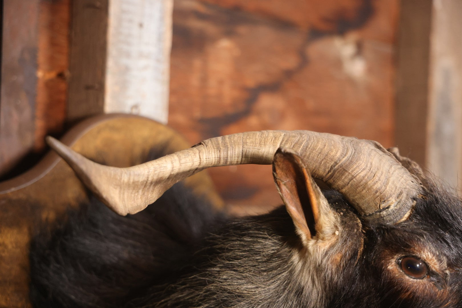 Vintage Black Catalina Goat Shoulder Mount Taxidermy On Wooden Plaque