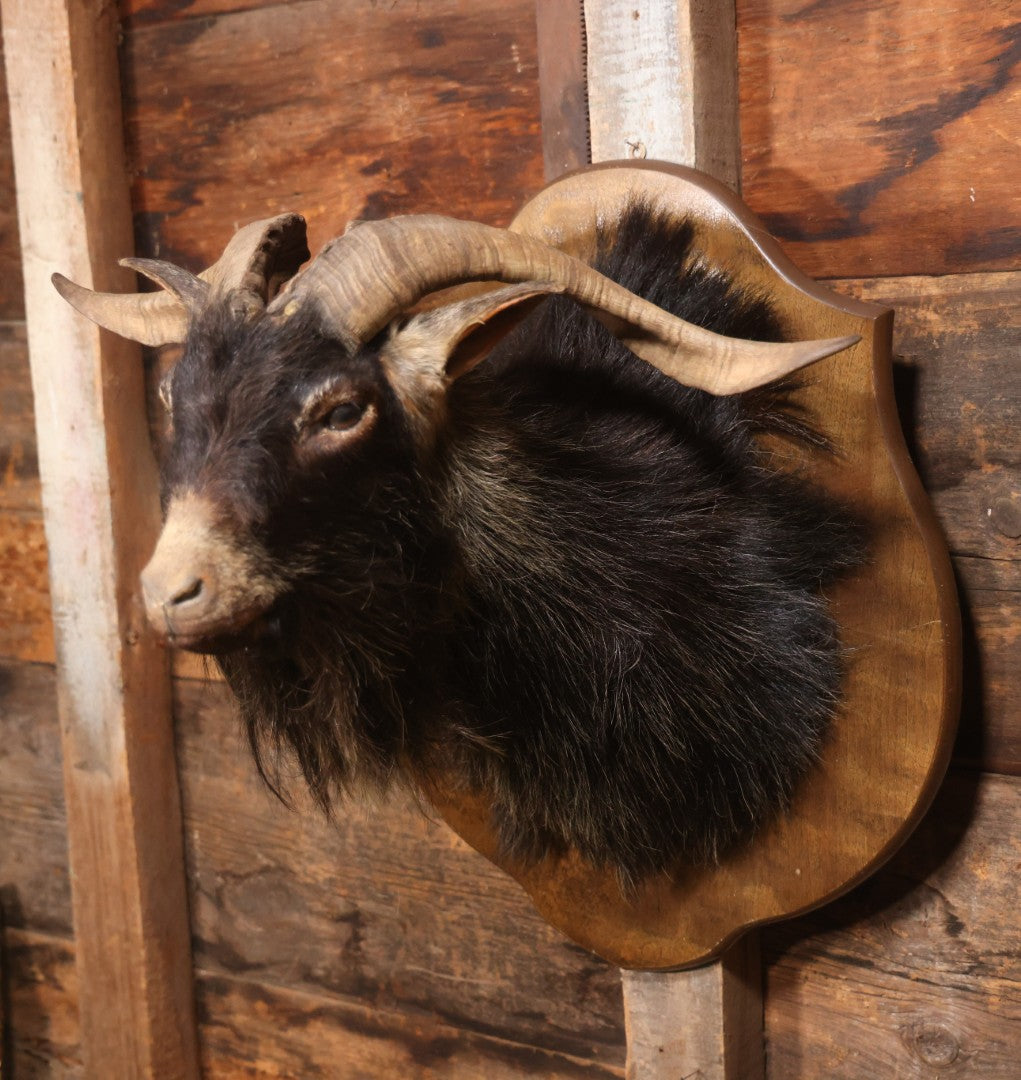 Vintage Black Catalina Goat Shoulder Mount Taxidermy On Wooden Plaque