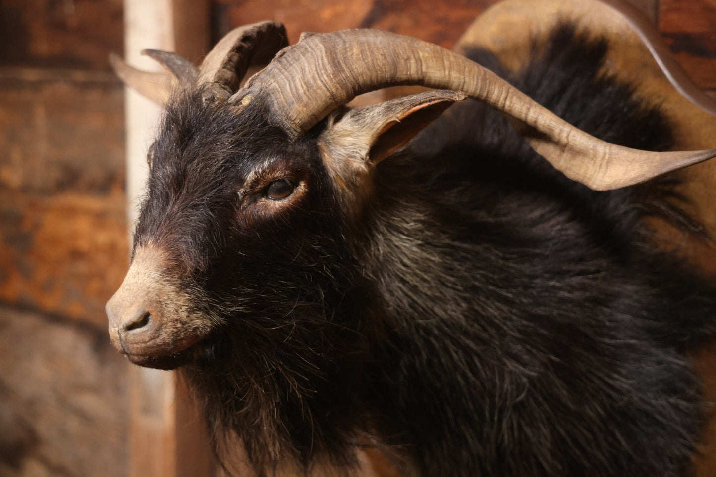 Vintage Black Catalina Goat Shoulder Mount Taxidermy On Wooden Plaque