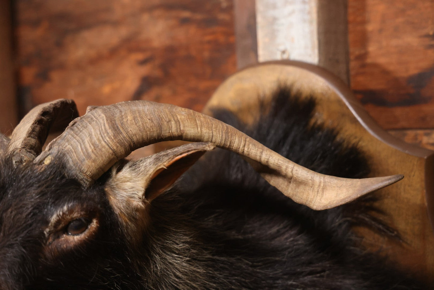 Vintage Black Catalina Goat Shoulder Mount Taxidermy On Wooden Plaque