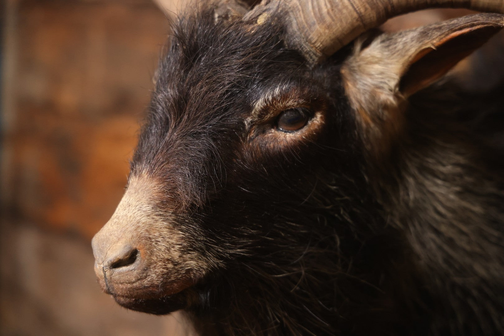 Vintage Black Catalina Goat Shoulder Mount Taxidermy On Wooden Plaque