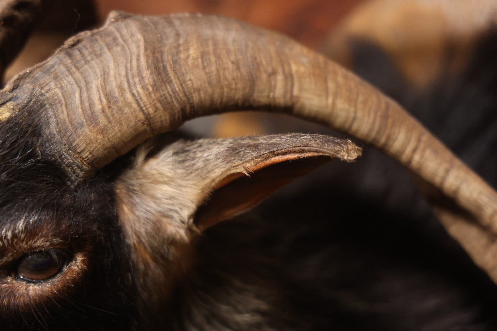 Vintage Black Catalina Goat Shoulder Mount Taxidermy On Wooden Plaque