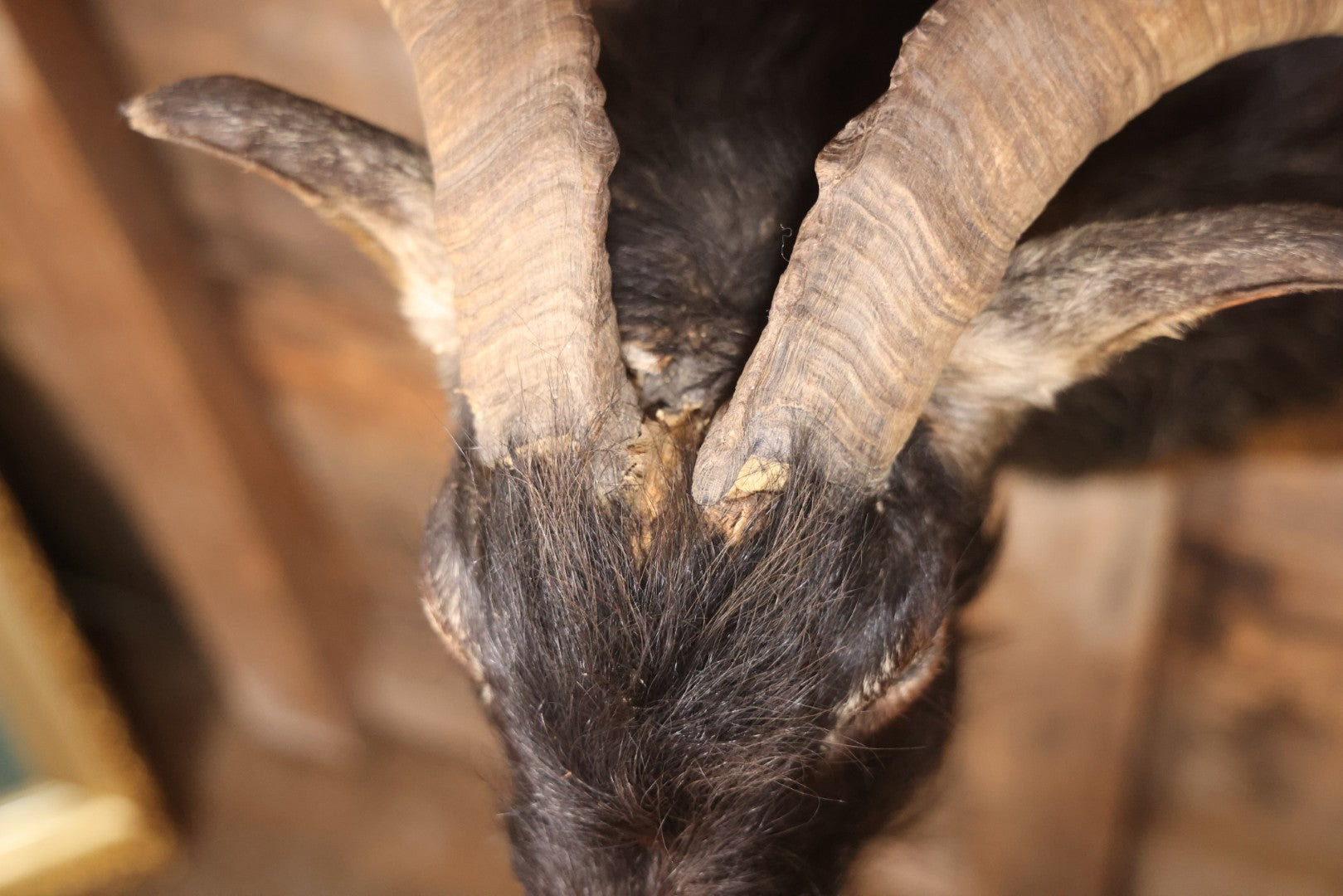 Vintage Black Catalina Goat Shoulder Mount Taxidermy On Wooden Plaque