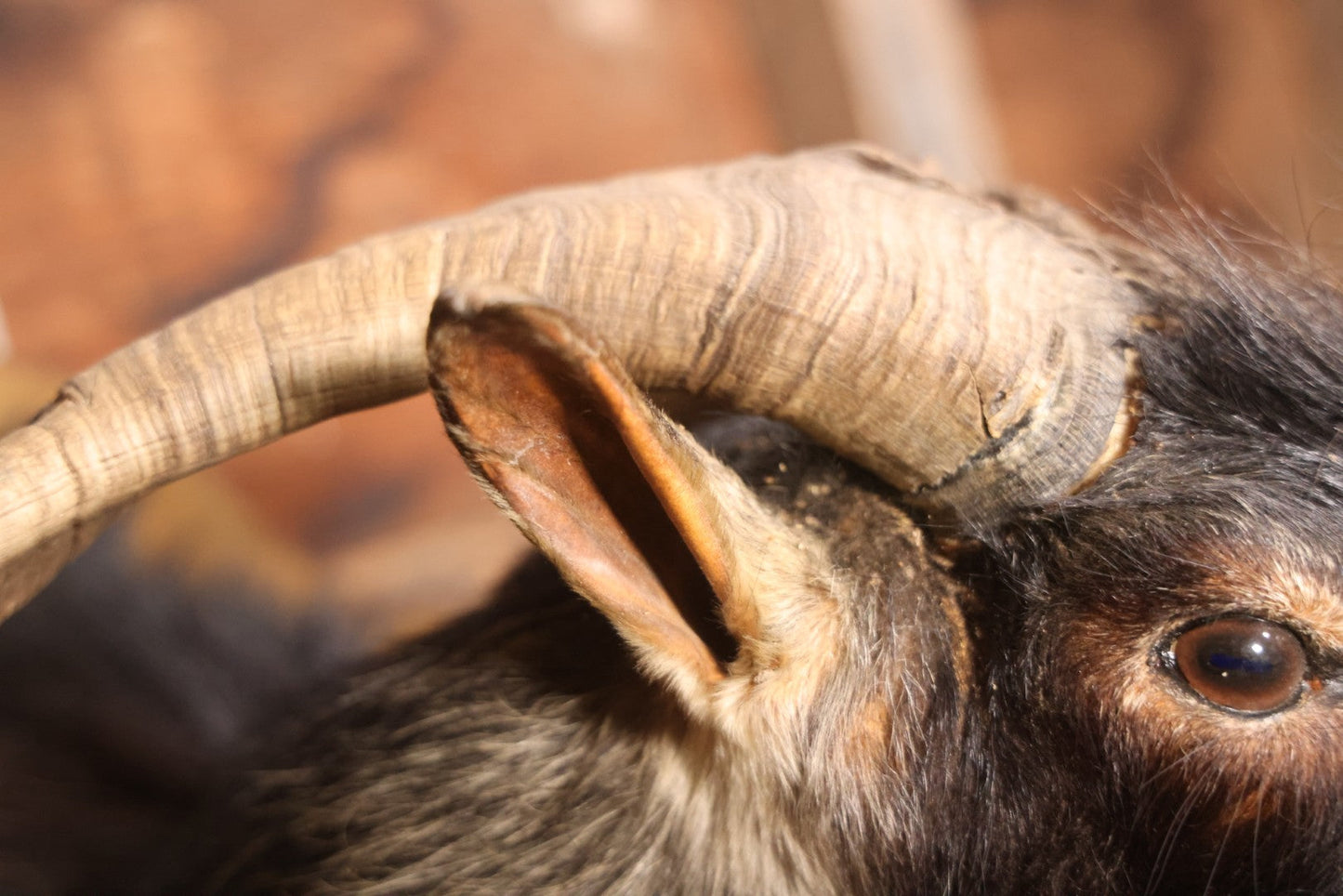 Vintage Black Catalina Goat Shoulder Mount Taxidermy On Wooden Plaque