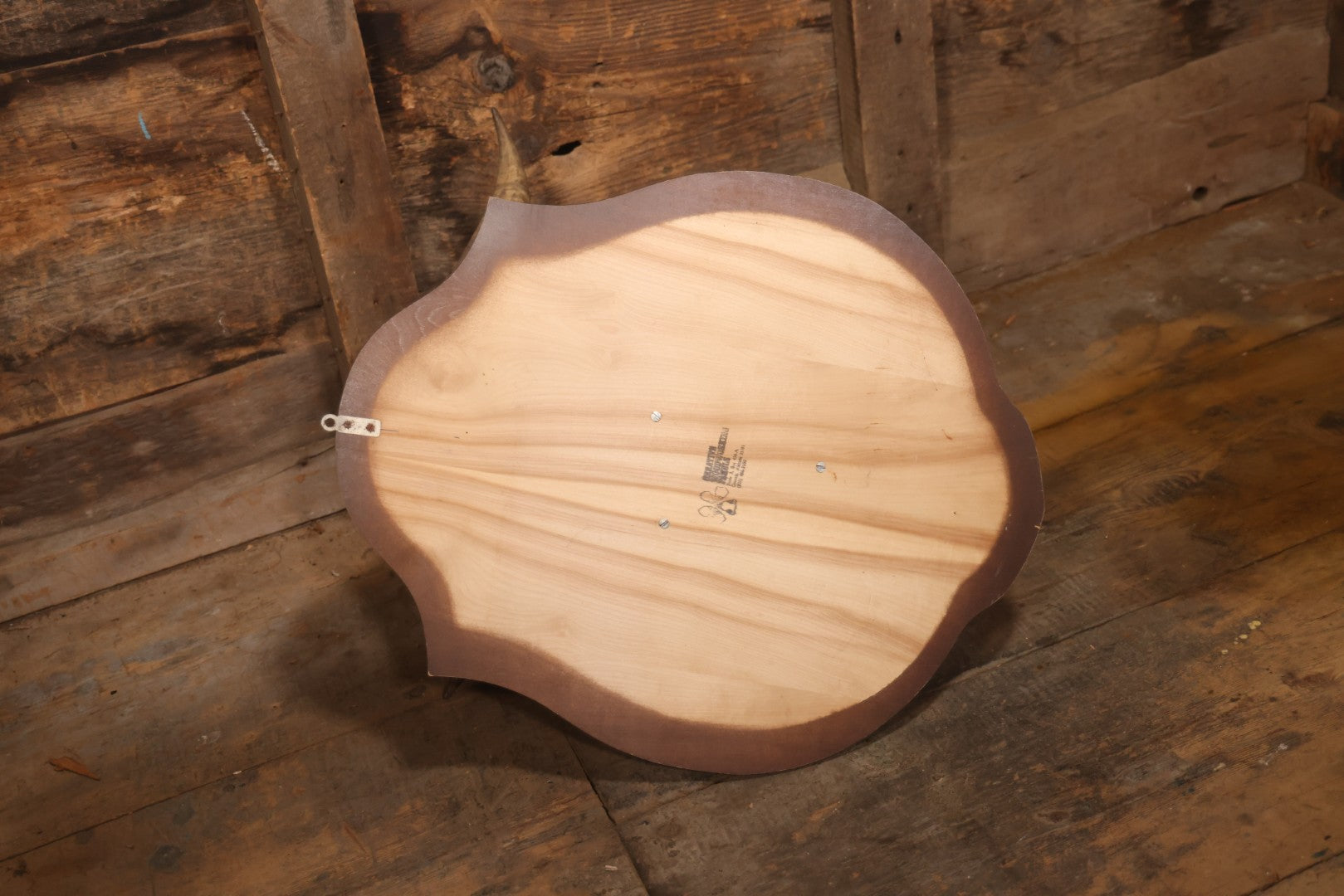 Vintage Black Catalina Goat Shoulder Mount Taxidermy On Wooden Plaque