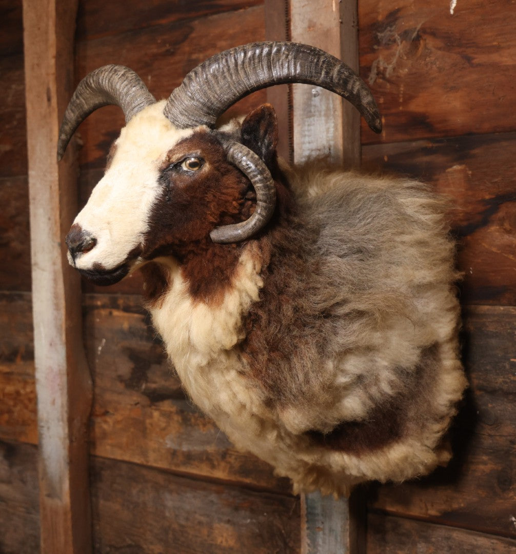 Vintage Jacob's Four-Horned Sheep Shoulder Mount Taxidermy
