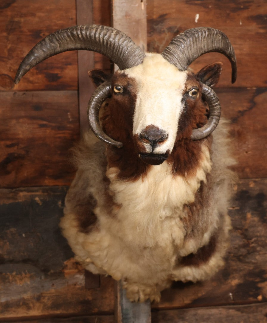 Vintage Jacob's Four-Horned Sheep Shoulder Mount Taxidermy