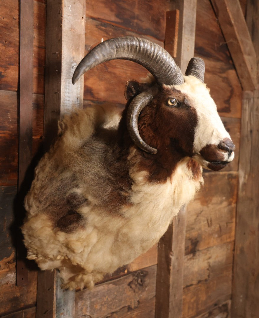 Vintage Jacob's Four-Horned Sheep Shoulder Mount Taxidermy