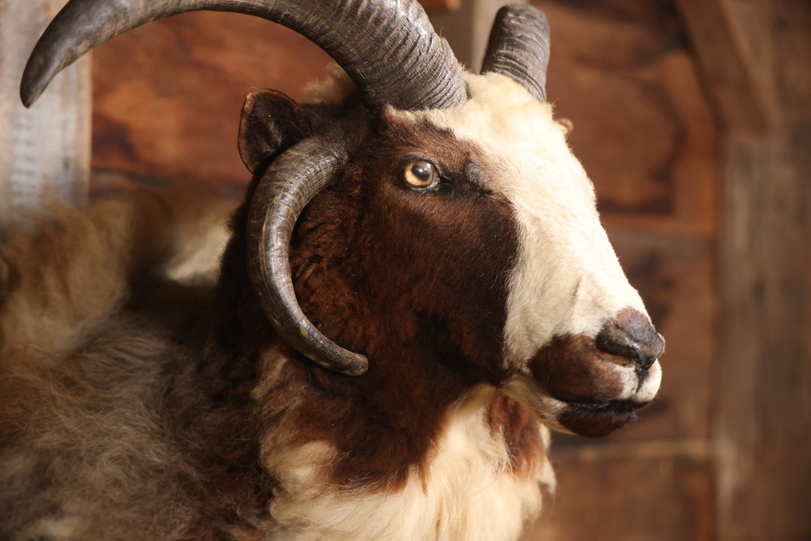 Vintage Jacob's Four-Horned Sheep Shoulder Mount Taxidermy