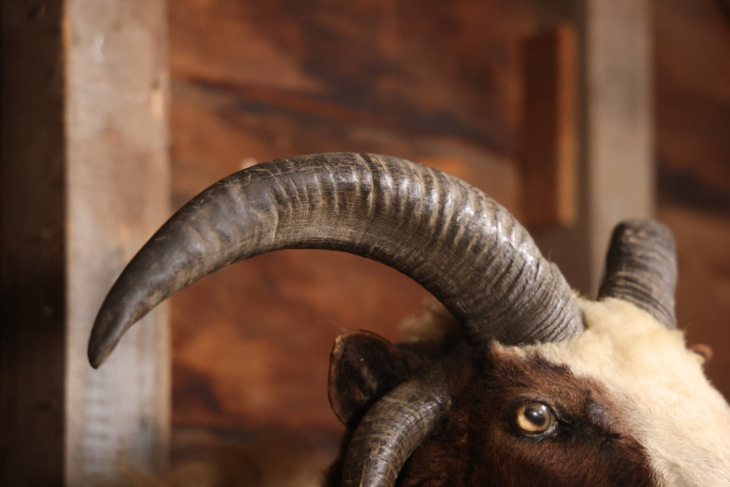 Vintage Jacob's Four-Horned Sheep Shoulder Mount Taxidermy