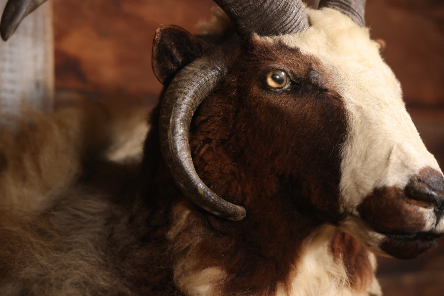 Vintage Jacob's Four-Horned Sheep Shoulder Mount Taxidermy